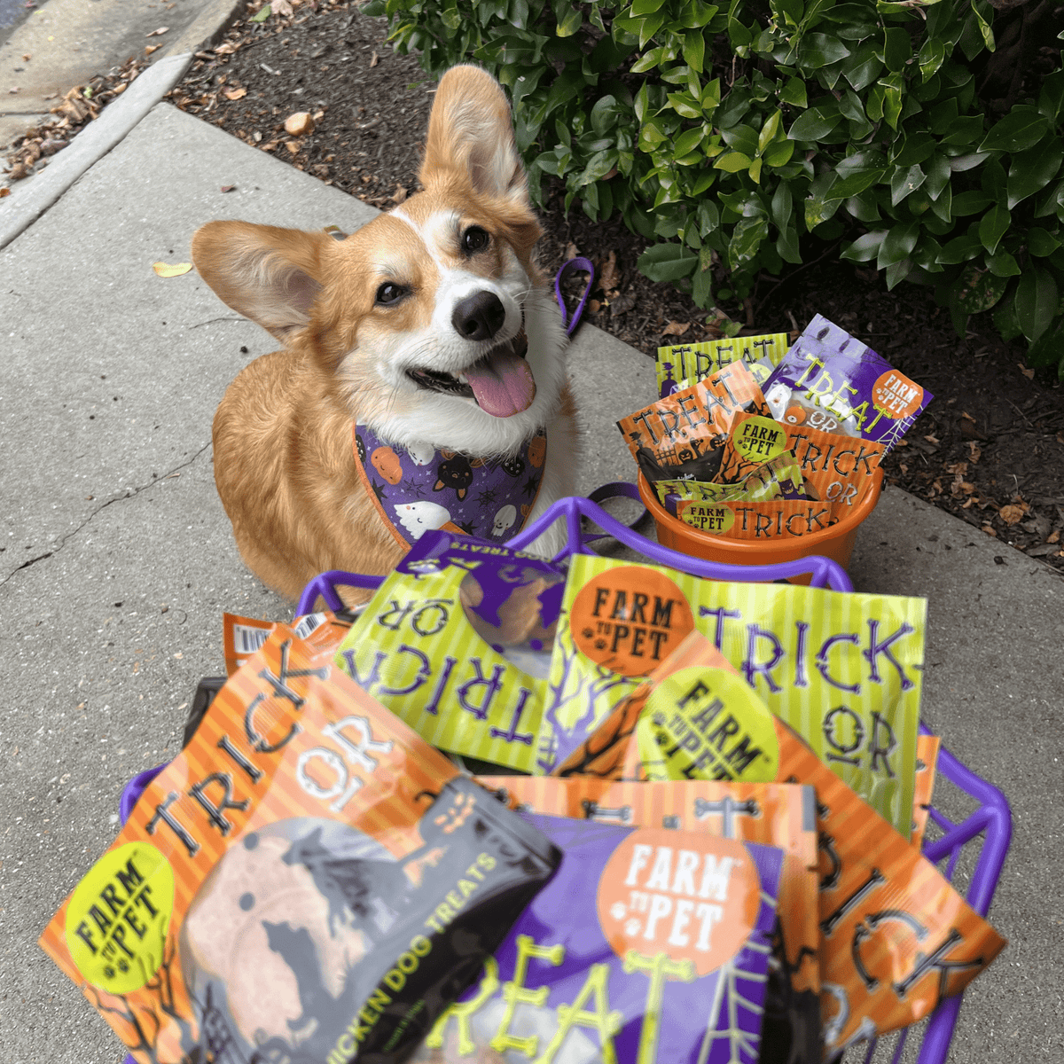 Dog sitting beside the 24-piece Halloween treat snack pack bundle