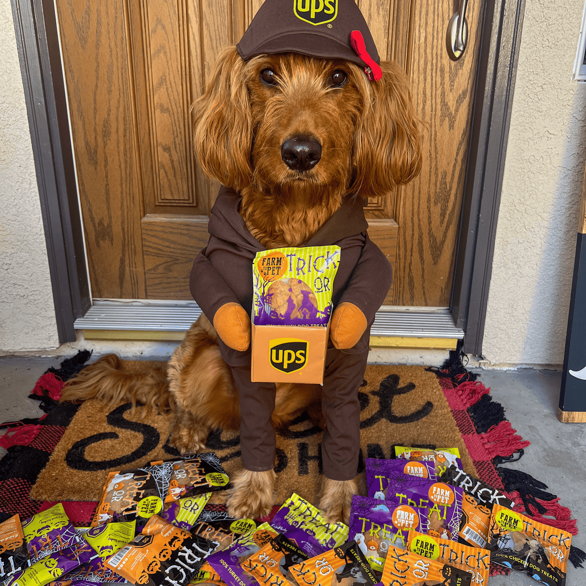 Dog holding a Halloween treat snack pack