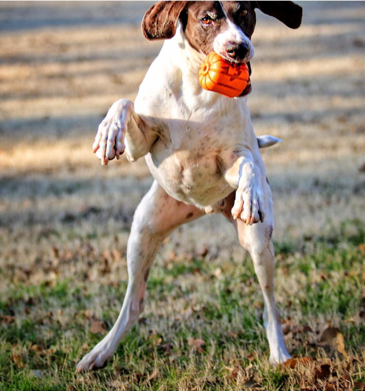 Jack O' Lantern Halloween dog toy – view 6