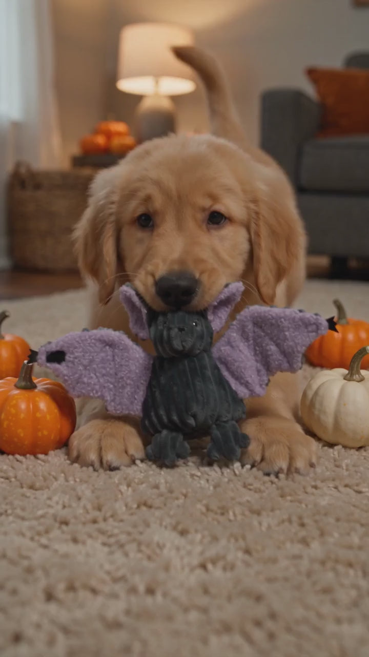 Dog playing with the Baxter Bat Halloween dog toy
