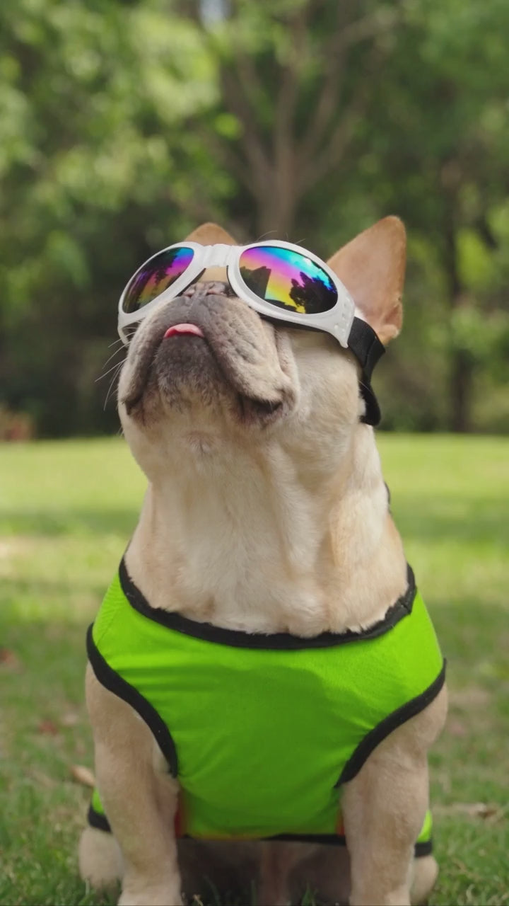 Dog wearing pet sunglasses goggles